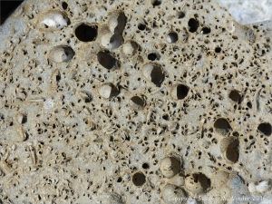 Beach stone with holes made by marine invertebrates at Charmouth, Dorset, England.
