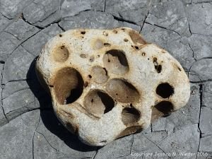 Beach stone with holes made by marine invertebrates at Charmouth, Dorset, England.