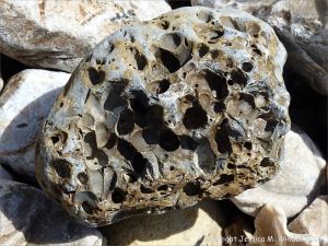 Beach stone with holes made by marine invertebrates at Charmouth, Dorset, England.