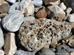 Beach stone with holes made by marine invertebrates at Charmouth, Dorset, England.