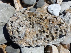Beach stone with holes made by marine invertebrates at Charmouth, Dorset, England.