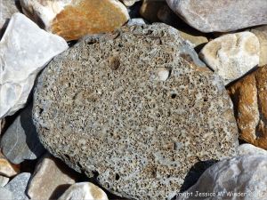 Beach stone with holes made by marine invertebrates at Charmouth, Dorset, England.