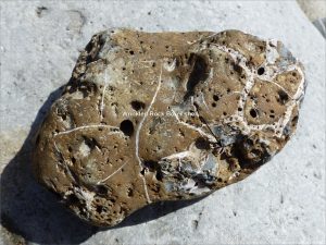 Beach stone with holes made by marine invertebrates at Charmouth, Dorset, England.