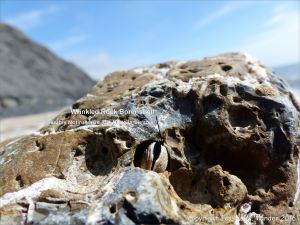 Beach stone with holes made by marine invertebrates at Charmouth, Dorset, England.