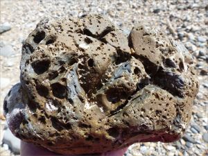 Beach stone with holes made by marine invertebrates at Charmouth, Dorset, England.