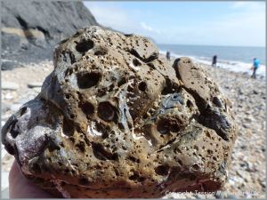 Beach stone with holes made by seashore creatures at Charmouth, Dorset, England.