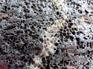 Beach stone with holes made by marine invertebrates at Charmouth, Dorset, England.