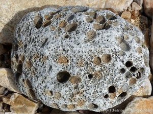 Beach stone with holes made by marine invertebrates at Charmouth, Dorset, England.
