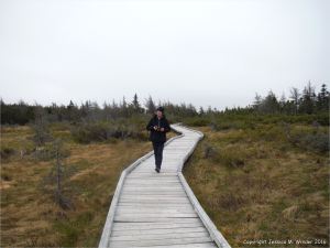 Walking the boardwalk at the Bog on French Mountain in Cape Breton