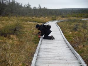 Kneeling on the boardwalk to take photographs
