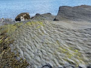 Turbidity current ripples preserved in rock