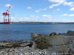 Turbidity current ripples preserved in rock