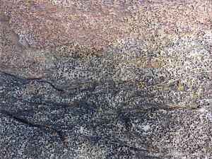 Detail of pitted texture in Bluestone Formation rock in Galifax, Nova Scotia