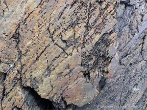 Bluestone Formation rocks at Point Pleasant Park, Halifax, Nova Scotia.