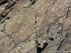Bluestone Formation rocks at Point Pleasant Park, Halifax, Nova Scotia.