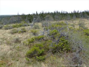 View across a slope fen or bog on a high plateau along the Cabot Trail