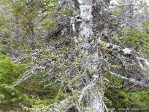 New green needles opening on a stunted Eastern Larch growing in a bog or slope fen