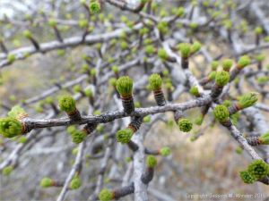 New green needles opening on a stunted Eastern Larch growing in a bog or slope fen