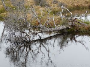 Stunted Eastern Larch reflected in a bog pool