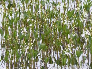 Bog Buckbean flowers in a boggy pool on French Mountain along the Cabot Trail