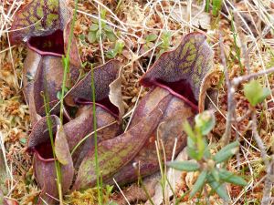 Insectivorous Pitcher Plants growing in a lowland fen or bog