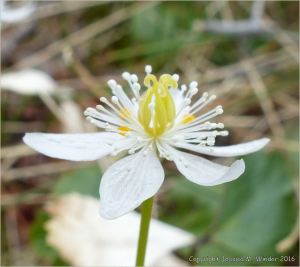 Maybe the flower of the insectivorous Sundew plant