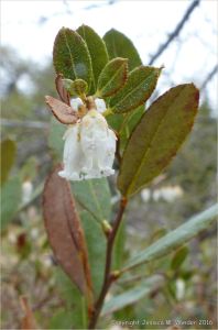 Bog Rosemary with leathery leaves to conserve water