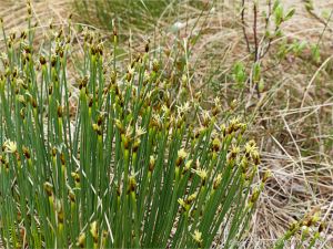 New growth of Tufted Rush with flowers growing in the bog on French Mountain