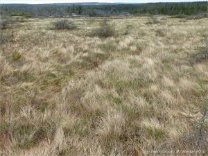Dried clumps of mainly Tufted Rushes growing in a bog on French Mountain