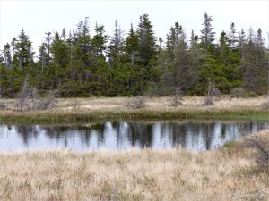 Trees reflected in still dark water in a bog along the Cabot Trail