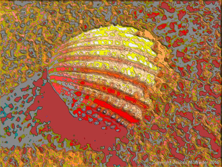Brightly coloured picture of cockle shells