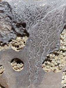 Surface erosion patterns on Carboniferous Limestone at Little Tor, Gower, South Wales.