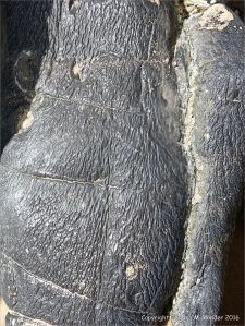 Surface erosion patterns on Carboniferous Limestone at Little Tor, Gower, South Wales.
