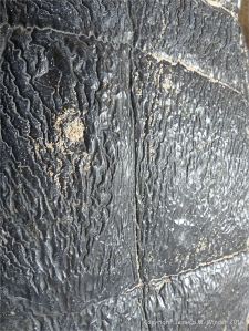 Surface erosion patterns on Carboniferous Limestone at Little Tor, Gower, South Wales.