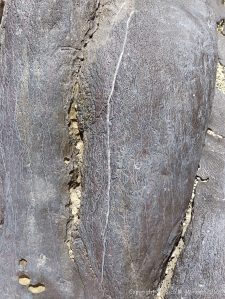 Surface erosion patterns on Carboniferous Limestone at Little Tor, Gower, South Wales.