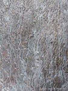 Surface erosion patterns on Carboniferous Limestone at Little Tor, Gower, South Wales.