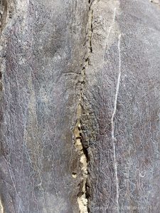 Surface erosion patterns on Carboniferous Limestone at Little Tor, Gower, South Wales.