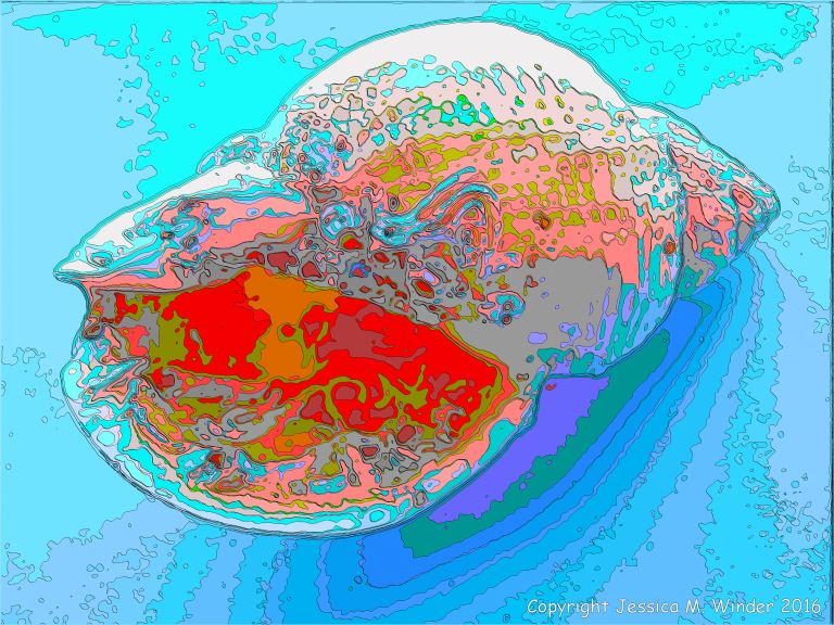 Brightly coloured picture of a whelk shell