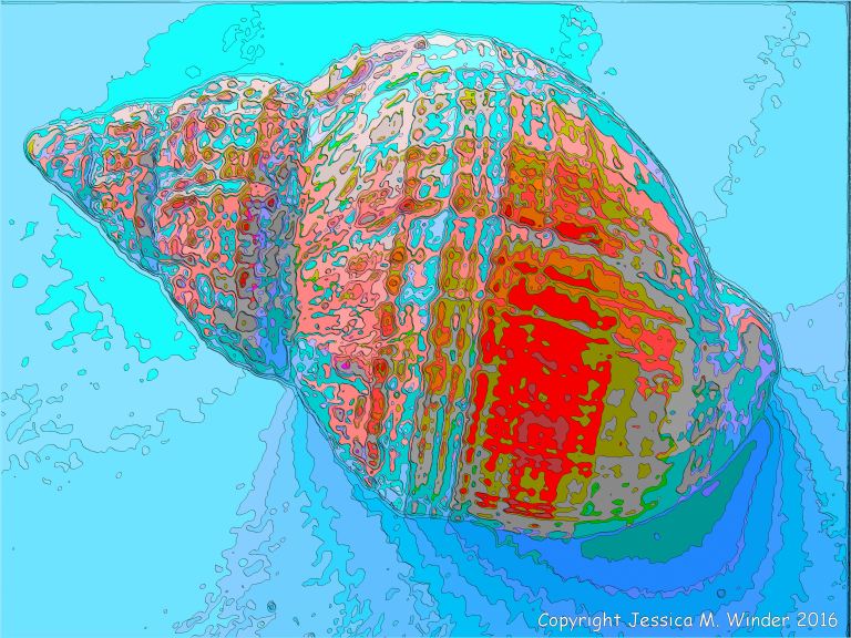 Brightly coloured picture of a whelk shell