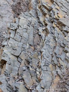 Sedimentary strata from the Carboniferous Cumberland Group at Spencer's Island in Nova Scotia, Canada.