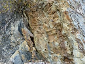 Sedimentary strata from the Carboniferous Cumberland Group at Spencer's Island in Nova Scotia, Canada.