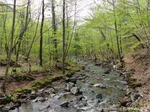 Water texture, colour and pattern in a fast flowing mountain stream
