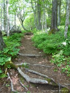 Footpath leading to the top of Partridge Island