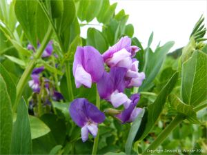 Flowers on the shingle spit near Partridge Island