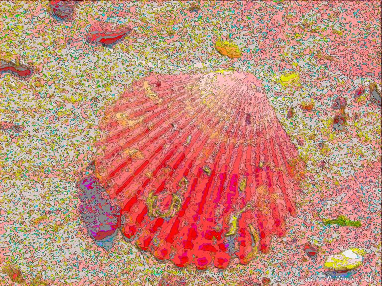 Picture of a scallop shell on a sandy beach