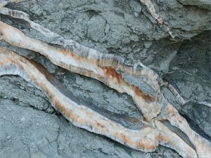 Crystal veins of satin spar gypsum in fault zone rocks