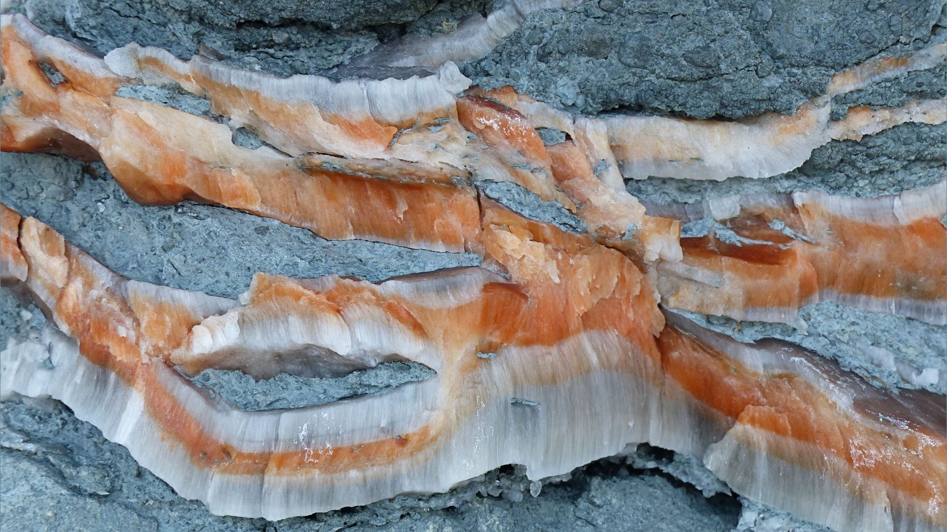 Crystal veins of satin spar gypsum in fault zone rocks
