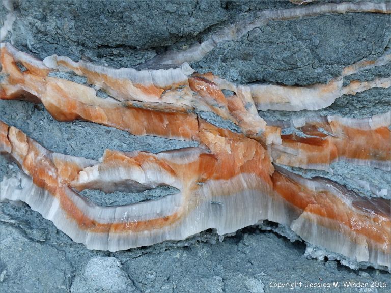 Crystal veins of satin spar gypsum in fault zone rocks