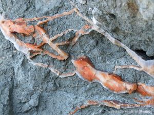Crystal veins of satin spar gypsum in fault zone rocks