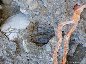 Crystal veins of satin spar gypsum in fault zone rocks